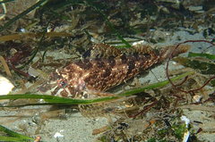Hexagrammos stelleri