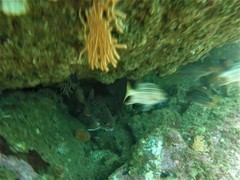 Neoniphon suborbitalis