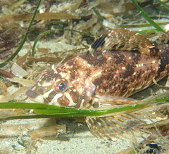 Hexagrammos stelleri