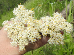 Psacalium decompositum