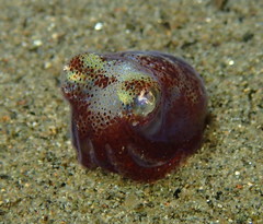 Rossia pacifica