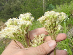 Psacalium decompositum