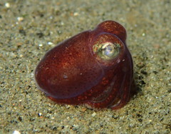 Rossia pacifica