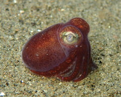 Rossia pacifica