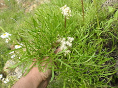 Psacalium decompositum
