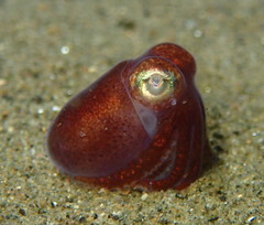 Rossia pacifica