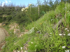 Psacalium decompositum