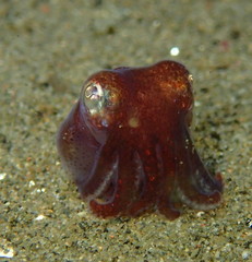 Rossia pacifica