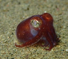 Rossia pacifica