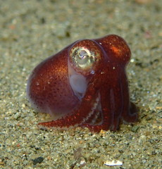 Rossia pacifica