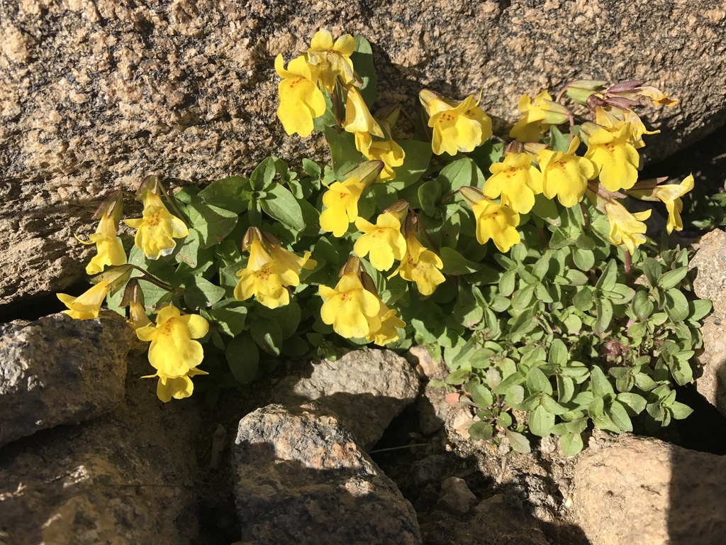 Colorado Monkeyflower