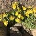 Colorado Monkeyflower - Photo (c) leedoolan, some rights reserved (CC BY-NC)