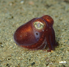 Rossia pacifica