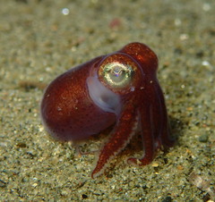 Rossia pacifica