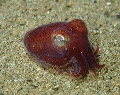Rossia pacifica