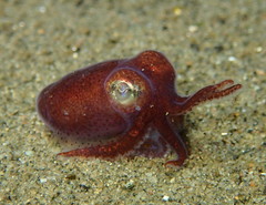 Rossia pacifica