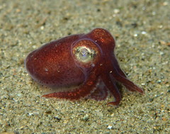 Rossia pacifica