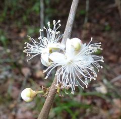 Eugenia calophylloides