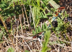 Thamnophis sirtalis tetrataenia