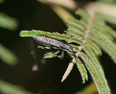 Rhinotia brunnea