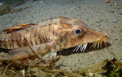 Podothecus accipenserinus