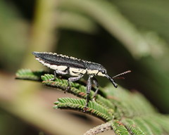 Rhinotia brunnea