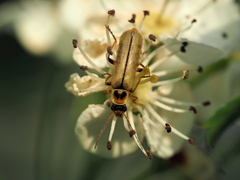 Metacantharis clypeata