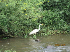 Ardea alba