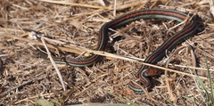 Thamnophis sirtalis tetrataenia