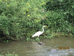 Ardea alba