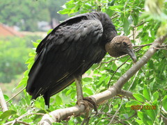 Coragyps atratus