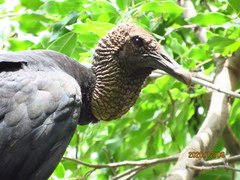 Coragyps atratus