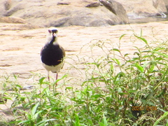Vanellus chilensis