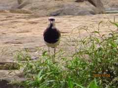 Vanellus chilensis