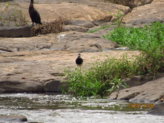 Vanellus chilensis
