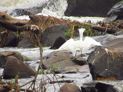 Egretta thula