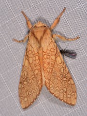 Lophocampa mixta
