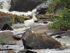 Egretta thula