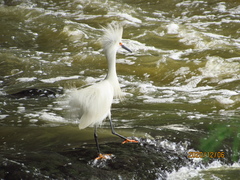 Egretta thula