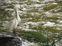 Egretta thula