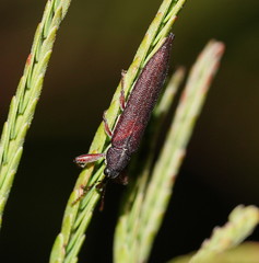 Rhinotia phoenicoptera