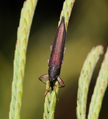 Rhinotia phoenicoptera