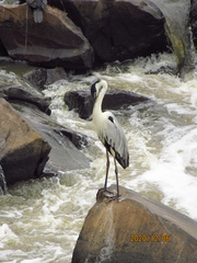 Ardea cocoi