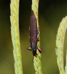 Rhinotia phoenicoptera