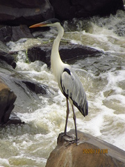 Ardea cocoi