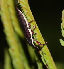 Rhinotia phoenicoptera