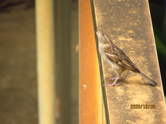 Passer domesticus