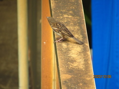 Passer domesticus