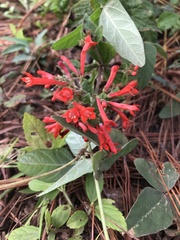 Bouvardia ternifolia