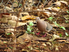 Zenaida auriculata